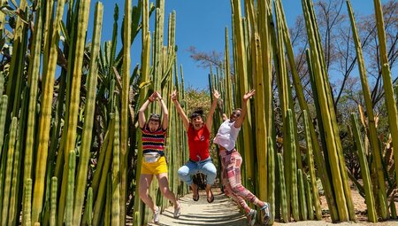 The cactus fields in Ooxaca in Mexico