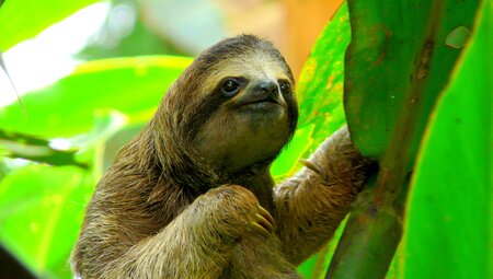 Intrepid Travel costa rica sloth sitting jungle tree