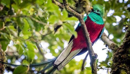 Resplendant Quetzal in the rainforest canopy of Monteverde, Costa Rica