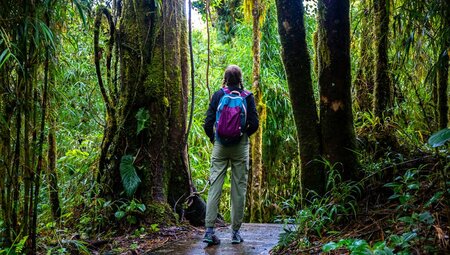 Intrepid traveller looks up at the forest canopy in Quetzales National Park in Costa Rica