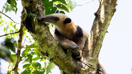 Premium Costa Rica: Tortuguero and Caribbean Coast - 2