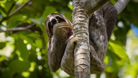 Premium Costa Rica in Depth - 2