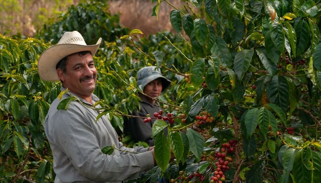 Local farmers with a fresh arabica coffee harvest on a finca in the hills of El Salvador
