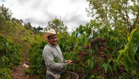 Farmers on a coffee finca plantation farm in El Salvador