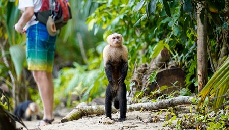 Capuchin Monkey stands and looks at the camera with Intrepid traveller behind her in Cahuita National Park Costa Rica