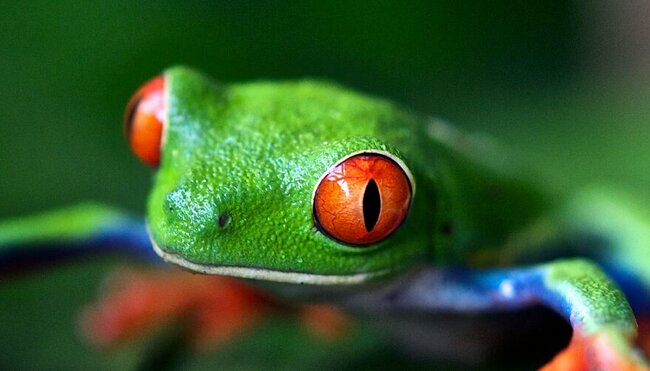 Treefrog in Costa Rica