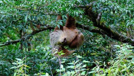 Two toed sloth in the treetops of La Fortuna
