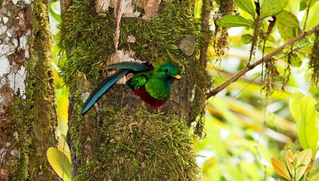 Resplendant Quetzal nesting in a tree