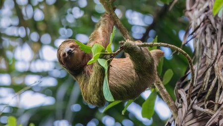 Three toed sloth in Asis Proyecto climbing a tree