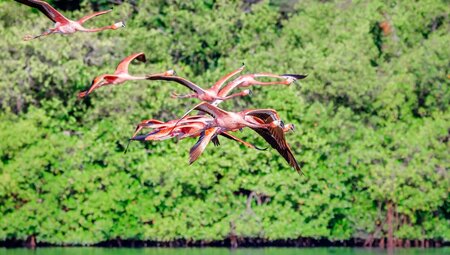 American flamingos flying over Guanaroca Lagoon on a lagoon boat tour
