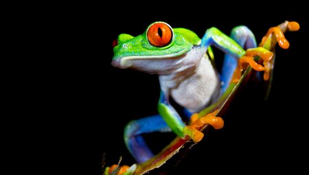 A Red-eyed Tree Frog in Sarapiqui at night.