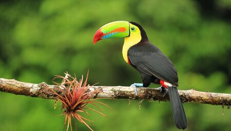 Toucan sits on branch in Monteverde jungle