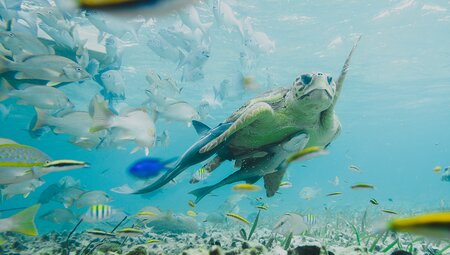 Belize, Caye Caulker, Snorkel