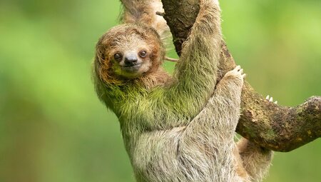 Three toed sloth looks at the camera hanging from a branch in the rainforests of Costa Rica
