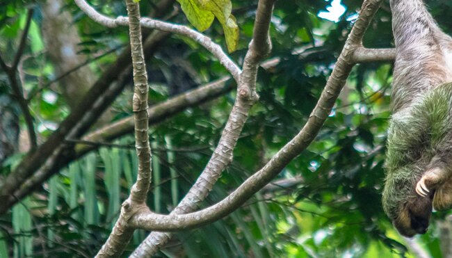 Sloth hangs from tree branch in Manuel Antonio National Park, Costa Rica
