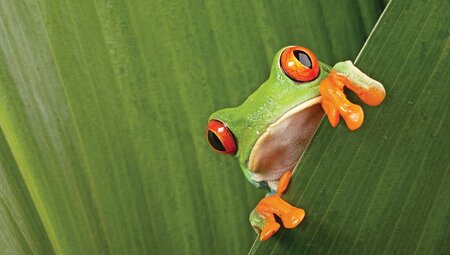 Red-eyed tree frog crouches between leaves in Monteverde