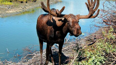 Moose in a river, Alaska, USA