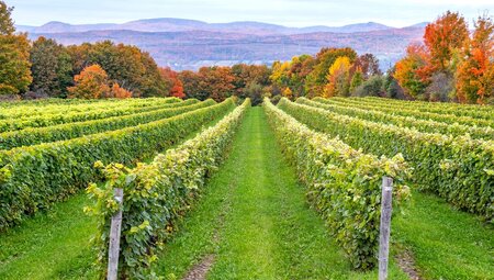 Grapevines lined up in vineyard with mountain view in background in Ile Dorlean, Quebec, Canada