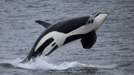 An Orca leaping above the water in Kenai Fjords in Alaska, USA