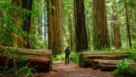 Traveller looks up at the canopy of Redwood National Park while walking between two halves of an enormous down tree