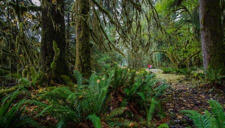 Foreground of rainforest ferns and moss covered trees with travellers hiking in Hoh Rainforest