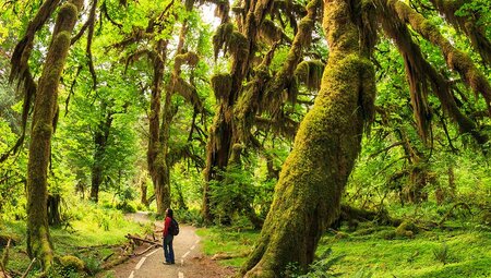 A trail in Hoh Rainforest, Olympic National Park, Oregon USA