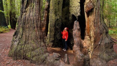 Standing inside a giant Redwood Tree, Redwood National Parks, California, USA