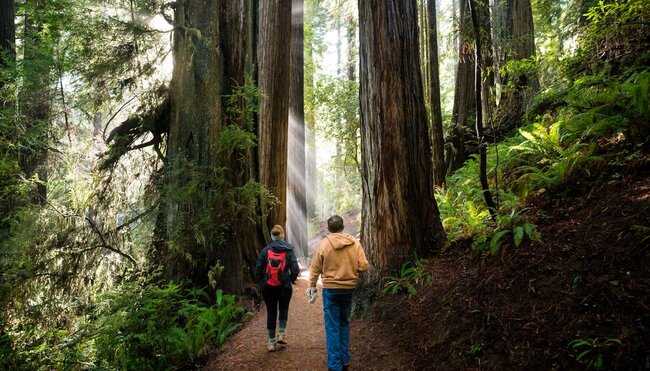 Travellers hike through Redwood National Park as sunbeams break through the canopy