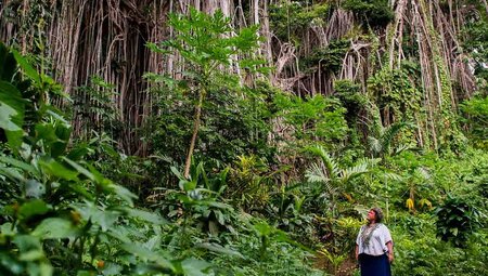A woman stands in thick green forest and gazes up at a giant banyan tree which has hundreds of thin roots