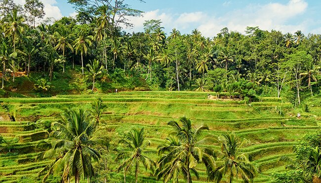 beautiful rice field in Ubud, Bali