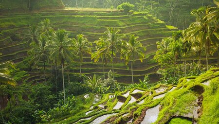 Lush green rice fields in Ubud