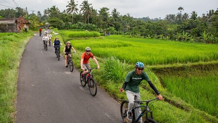 Travellers cycle in single file behind local guide, as they ride past vibrant green rice fields, Bali