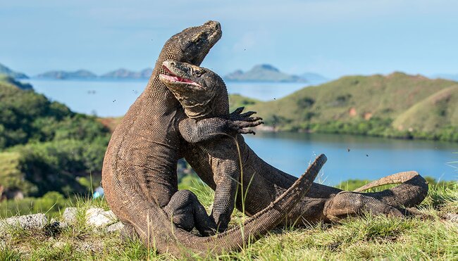 Pair of dragons fighting for dominance on Komodo Island in Komodo National Park