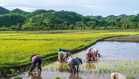 Local farmers in Tetebatu rice fields, lombok, indonesia