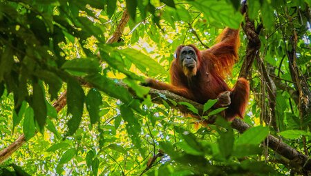 Female Orangutan looks up in the canopy near Bukit Lawang