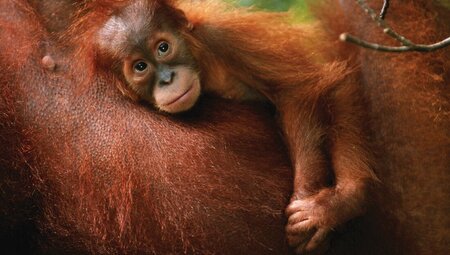 indonesia_sumatra_gunung-leuser-np_baby-relaxed_orangutan