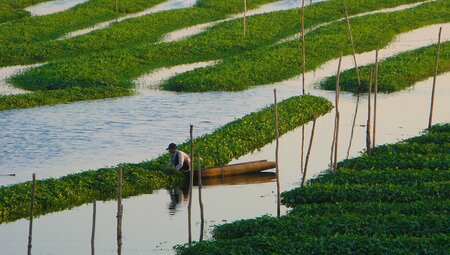 cambodia phnom penh ricefields