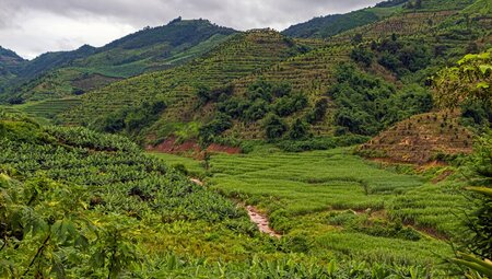 Rolling hills covered in green tea plants at the foot of a mountain range in Yunnan, China