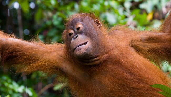The amazing and beautiful Orangutans of Borneo