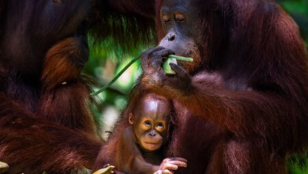Orangutan baby looks up while grabbing food while mother holds him in Borneo