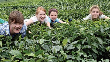 Kids laying in tea plantation, Borneo