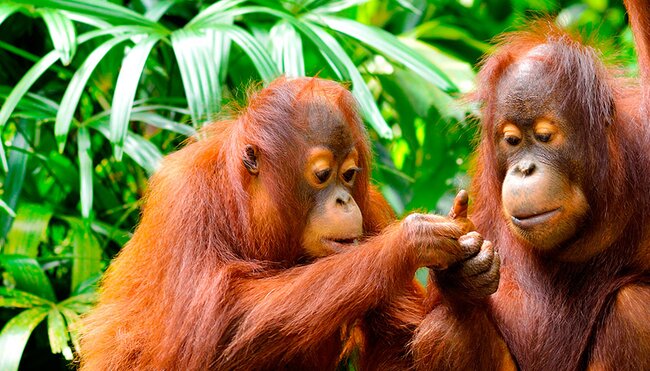 borneo orangutan family in jungle