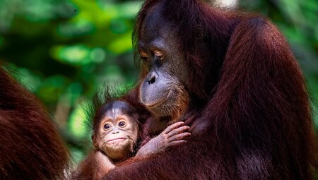 Orangutan mother looks down at her child at Sepilok Orangutan Rehabilitation Centre in Borneo