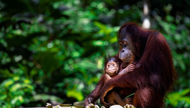 Orangutan mother and baby at Sepilok Orangutan Rehabilitation Centre in northern Borneo
