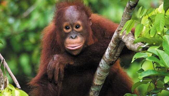 borneo_orangutan