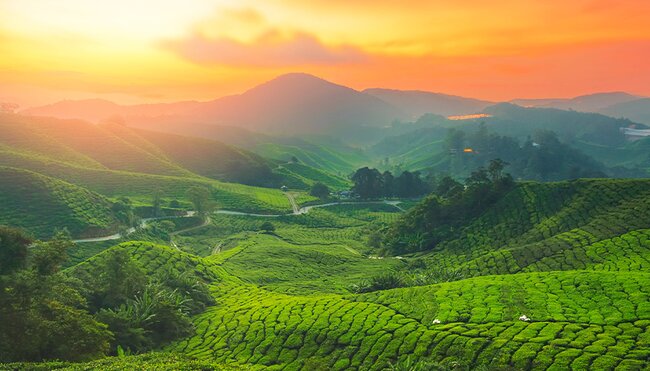 Cameron Highlands tea plantation at golden hour, Malaysia