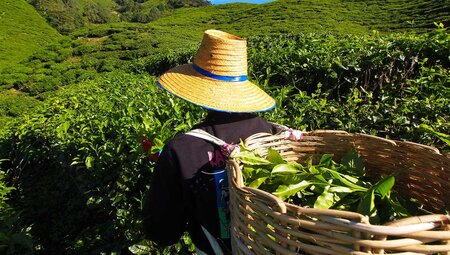 Local picking tea in the Cameron Highlands tea plantation in Malaysia