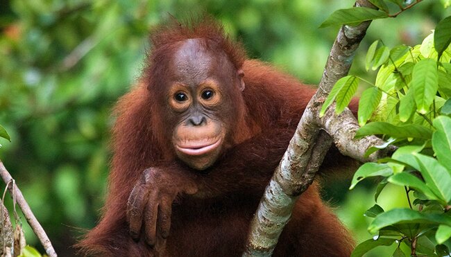 Baby orangutan in a tree, Borneo
