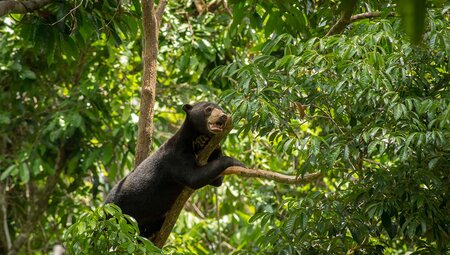 sun bear in the forests of Sabah Borneo