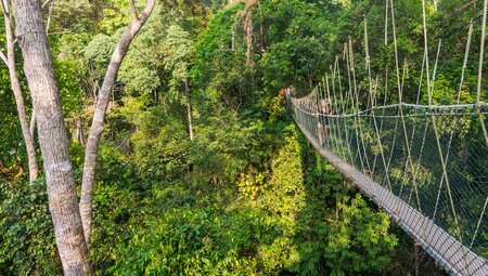 Rope suspension bridges through Teman Negara National Park canopy